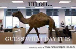 funny hump-day.jpg