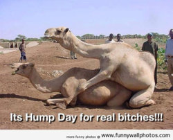 funny hump-day1.jpg