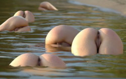 asses.jpg