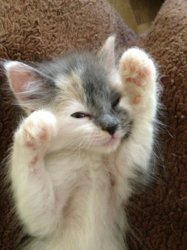 funny ki put em up put em up.jpg