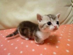 funny ki munchkin.jpg