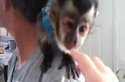 monkey.jpg