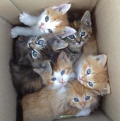 funny ki abox of cute.jpg