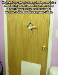 tumblr_msczfwJNta1qf24ngo1_500.jpg