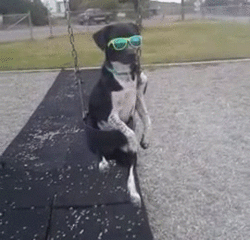 No fucks given.gif