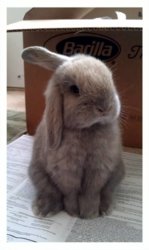 bunphreybogart.jpg