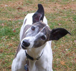 Meadow_Cute_cropped.jpg