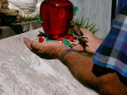 hummingbirds in hand3.jpg