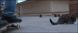 KittySkating.gif