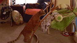 rockabyecat.gif