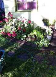 garden.jpg