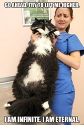 Infinite Cat.jpg