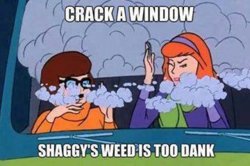 shaggysdankweed.jpg