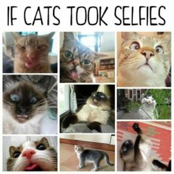 catselfy.jpg