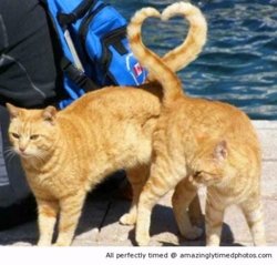 Tails-forming-a-heart-shape-resizecrop--.jpg