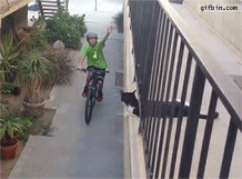 BikeHigh5Cat.gif