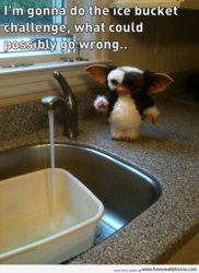 funny gremlin icebucket chall.jpg