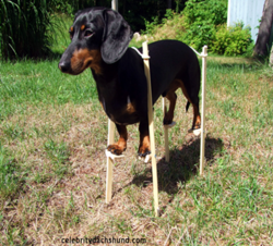 dachshund-on-stilts12.png