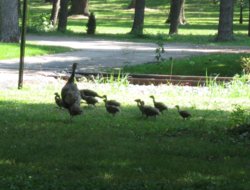 IMG_1909A.jpg