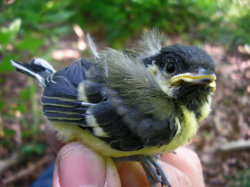 080508-great-tits_big.jpg