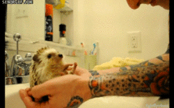 tumblr_lj79ukTonf1qbthsv.gif