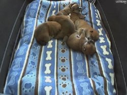 PuppyCam.jpg