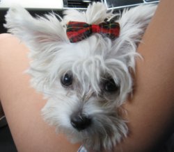ThesissDoggie.jpg