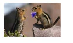 squirrels 4 Amber.JPG