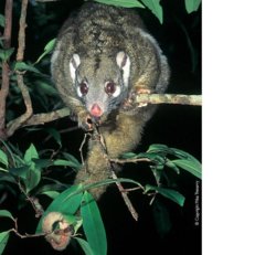 ringtail.JPG