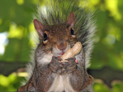 squirrel_omnom.jpg