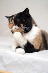 funny ca the thinker.jpg