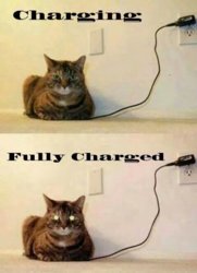 charged cat.jpg