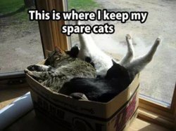 sparecats.jpg