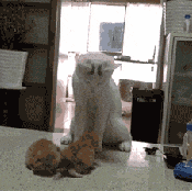 IamSoconfusedcat.gif
