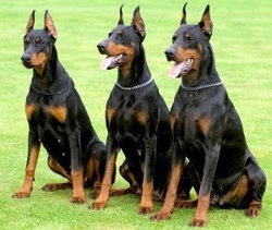Doberman Pinscher3.jpg