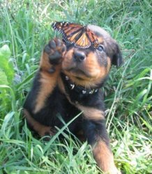 rottibutterfly.jpg
