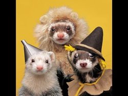 ozferret.jpg