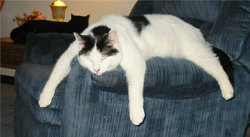 Uitgeteld-kat-2769.jpg