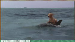 TheDogDidItOnPorpus.gif