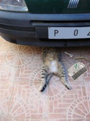 funny ca cat mechanic.jpg