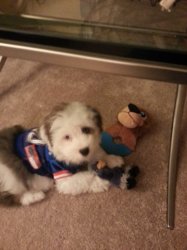 10 wks go gators.jpg
