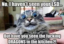 LSDcat.jpg