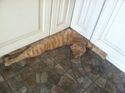 funny-cat-pictures-031-020.jpg