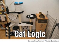 cat_logic_540.jpg