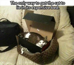 funny-cat-sit-in-box.jpg