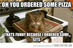 funny-cat-sitting-over-warm-pizza.jpg