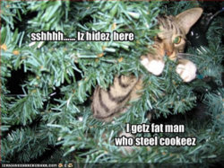 cat in tree.jpg