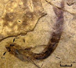 image_2367-Acanthodes-bridgei.jpg