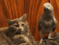 understand.gif