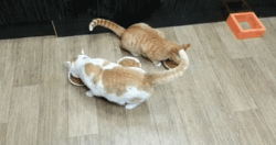all mine!.gif